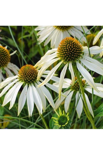 Echinacea purpurea ’White Swan’ 